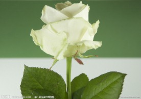 玫瑰鲜花