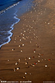 海滩风光