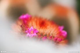 粉红花朵