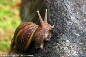 蜗牛