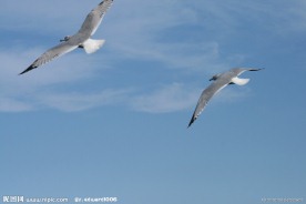 海鸥小鸟