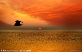 大海 海鸥
