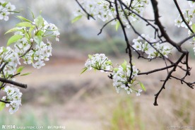 春天田野中的风景 梨花