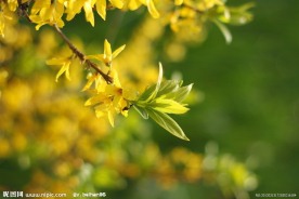 连翘花