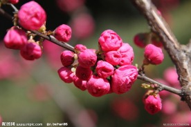 红梅花