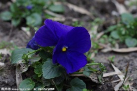 蝴蝶花