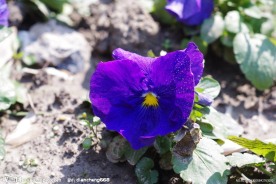 蓝色蝴蝶花