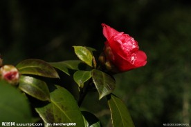 茶花