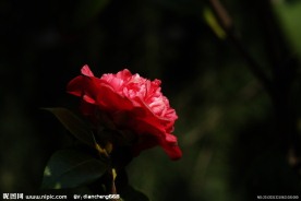 茶花