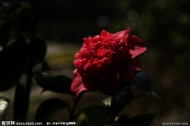 茶花