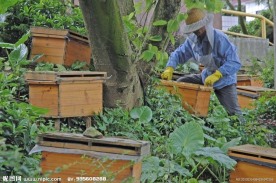 春天白云山上的采蜜人