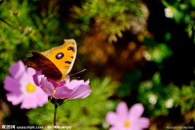 野花彩蝶
