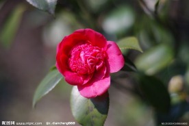 茶花