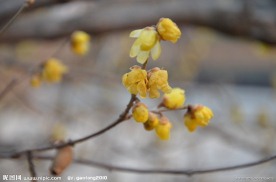 蜡梅花
