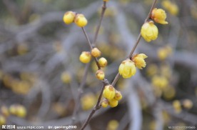 蜡梅花