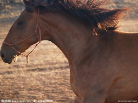 马匹摄影