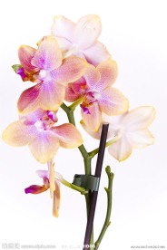 美丽鲜花