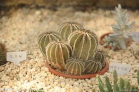 热带植物仙人球