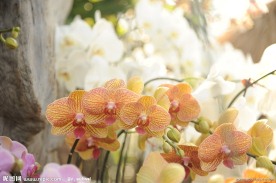 繁花