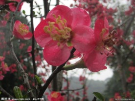雨中海棠