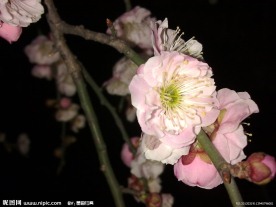 梅花吐蕊