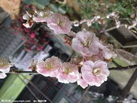 梅花吐蕊