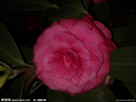 红茶花