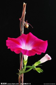 牵牛花
