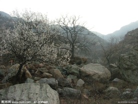 桃花 桃树