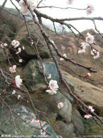 桃树 桃花