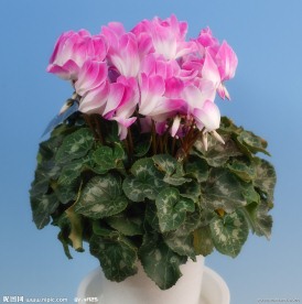 花盆