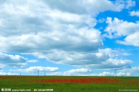 草原花海