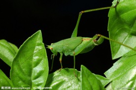 蟋蟀昆虫