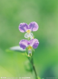 美丽鲜花