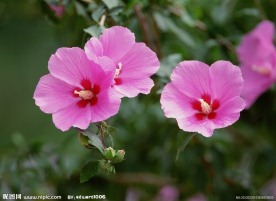 美丽鲜花