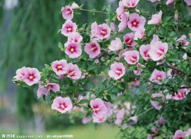 美丽鲜花