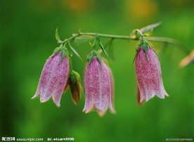 美丽鲜花