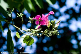 春暖花开