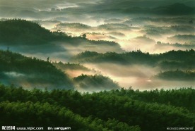 竹海风光