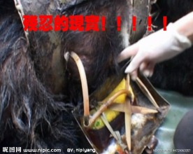 活熊取胆