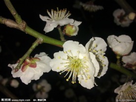 梅花吐蕊
