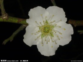 梅花吐蕊