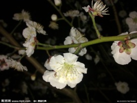 梅花吐蕊