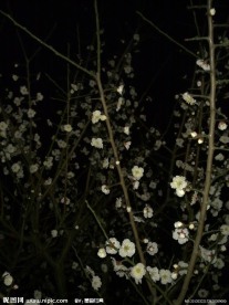 梅花吐蕊