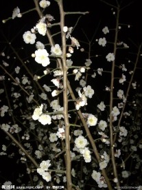 梅花吐蕊