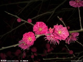 梅花吐蕊