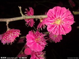 梅花吐蕊