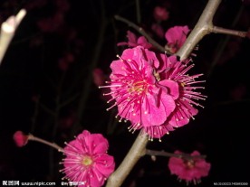 梅花吐蕊