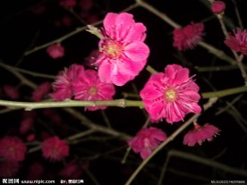 梅花吐蕊