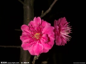 梅花吐蕊